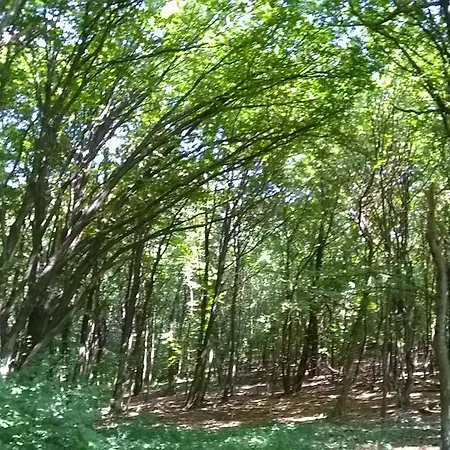 Mecsek-lak